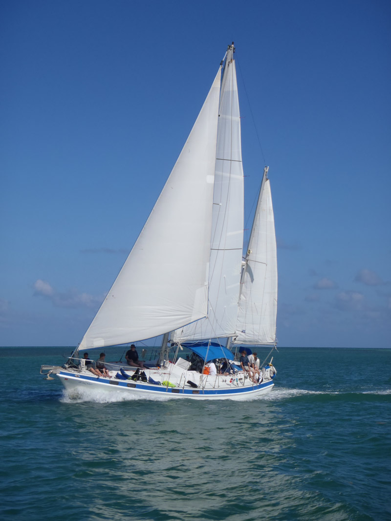 Sailing Charters Dunedin, Fl Dolphin Cruises