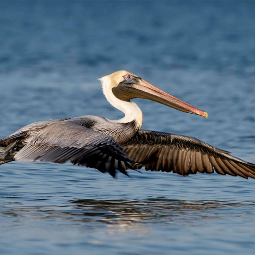 eco tours Dunedin clearwater sailing charter cruises